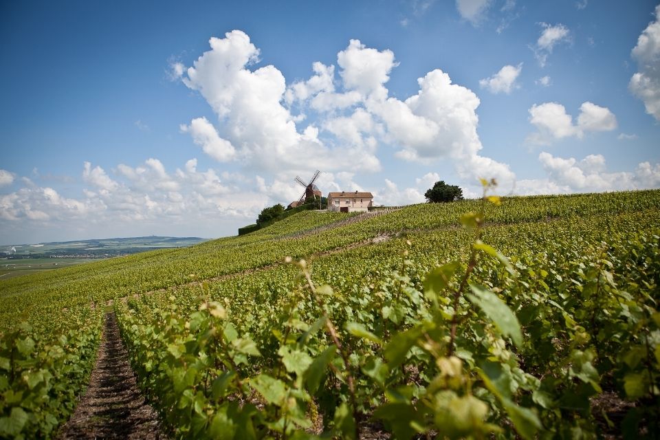 Montagne de Reims, Champagnestreek, Frankrijk
