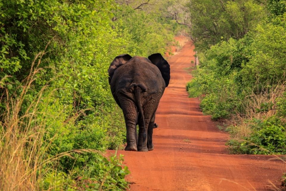 Olifant in Mole National Park, Ghana