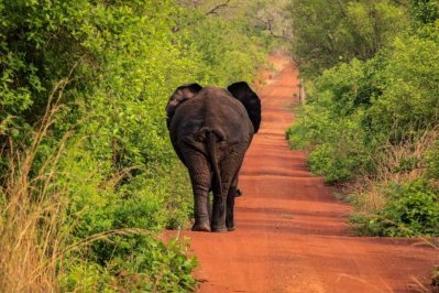 Olifant in Mole National Park, Ghana Olifant in Mole National Park, Ghana
