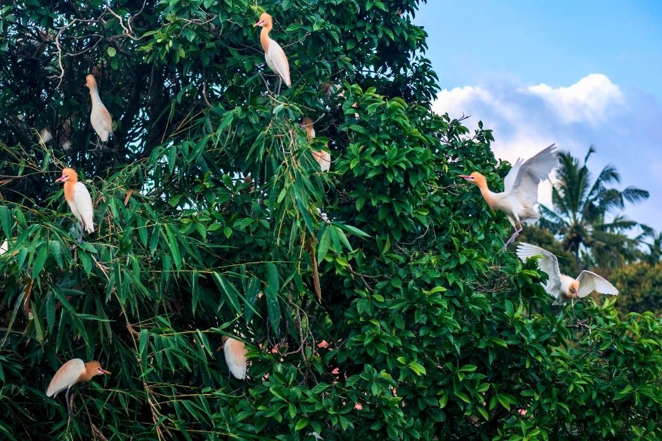 Kokokan vogels in Petulu Gunung, Bali
