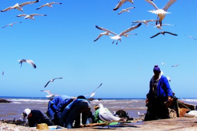 Essaouira ma_essaouira (1).jpg