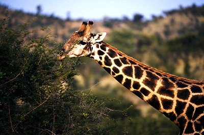 Game drive Krugerpark
