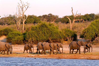 Chobe National Park Chobe National Park