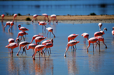Boottocht Walvisbaai