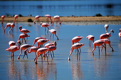 Boottocht Walvisbaai Boottocht Walvisbaai
