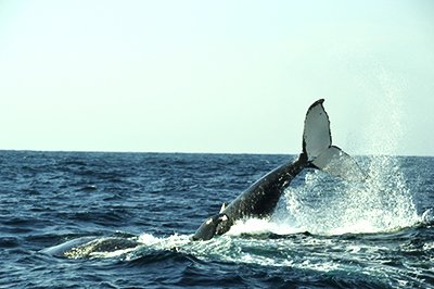 Walvis spotten Walvis spotten