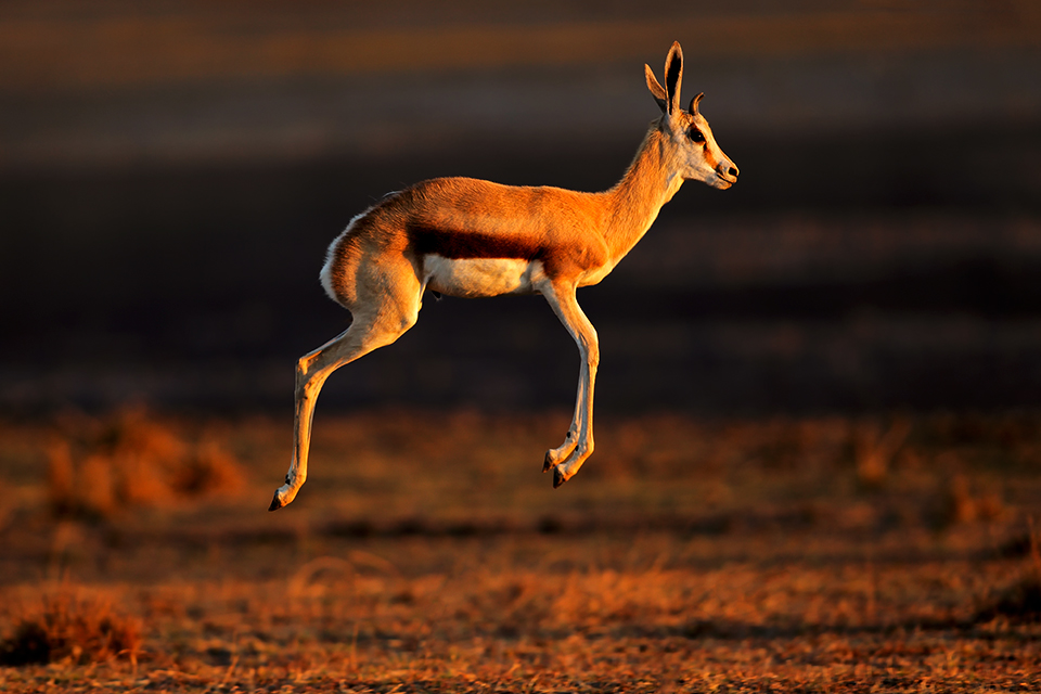 Krugerpark, Zuid-Afrika