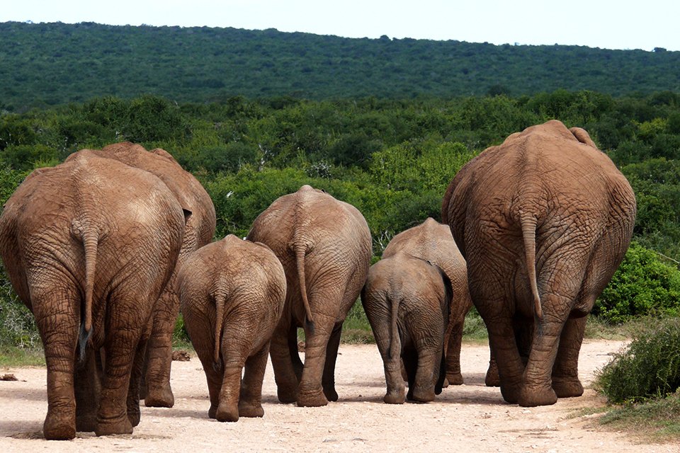 Addo Elephant N.P., Zuid-Afrika