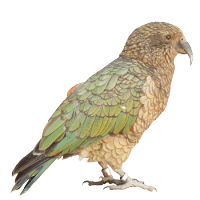 Nieuw-Zeeland Nieuw-Zeeland