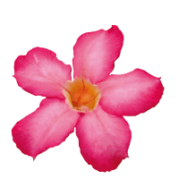 Vietnam Vietnam