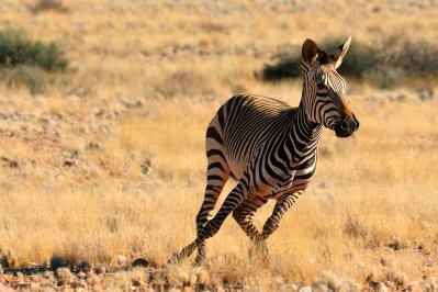 Zebra, Namibië na_zebra.jpg