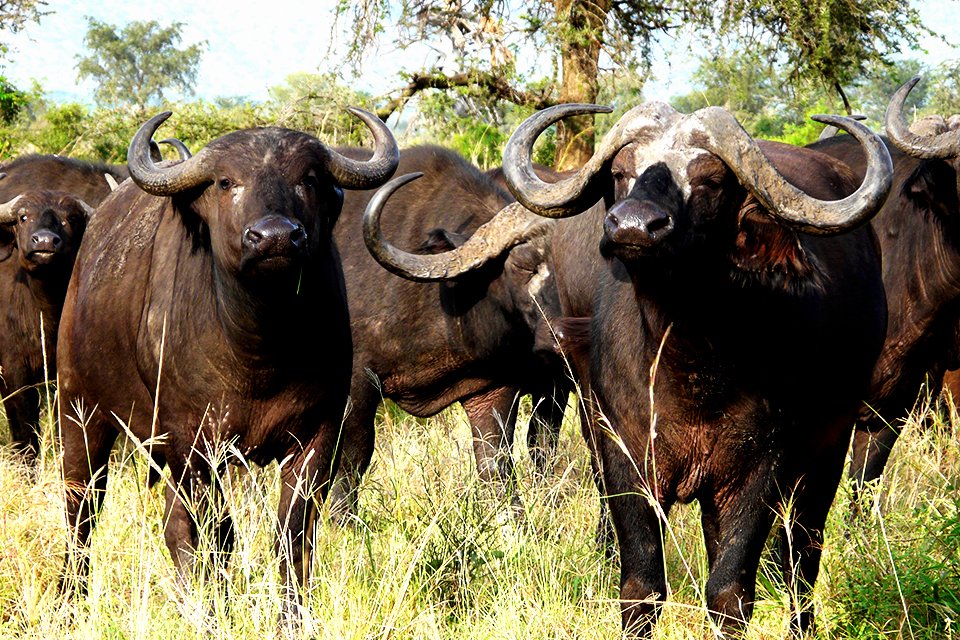 Buffels, Zimbabwe