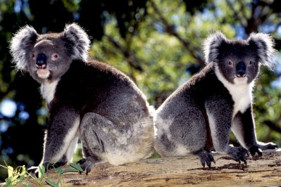 Koala's in Australië Koala's in Australië