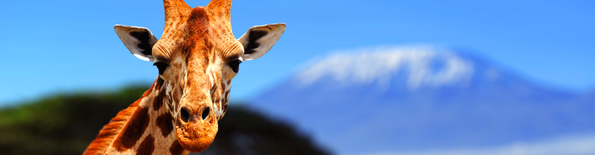 Giraf met op de achtergrond de Kilimanjaro, Kenia