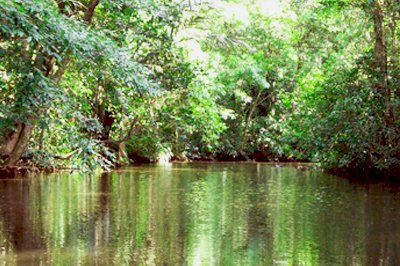 Kanotocht door jungle Tortuguero, Costa Rica Kanotocht door jungle Tortuguero, Costa Rica