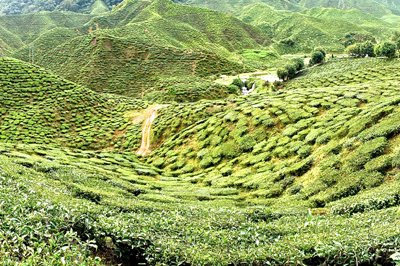 Cameron highlands natuurverkenning, Maleisië Cameron highlands natuurverkenning, Maleisië
