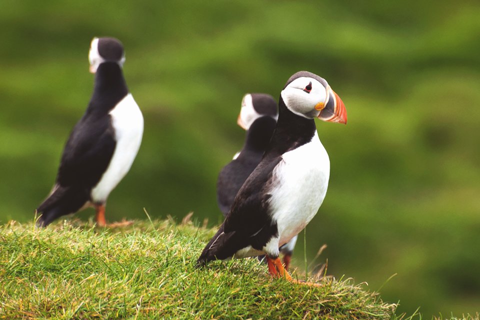 Papagaaiduikers op IJsland
