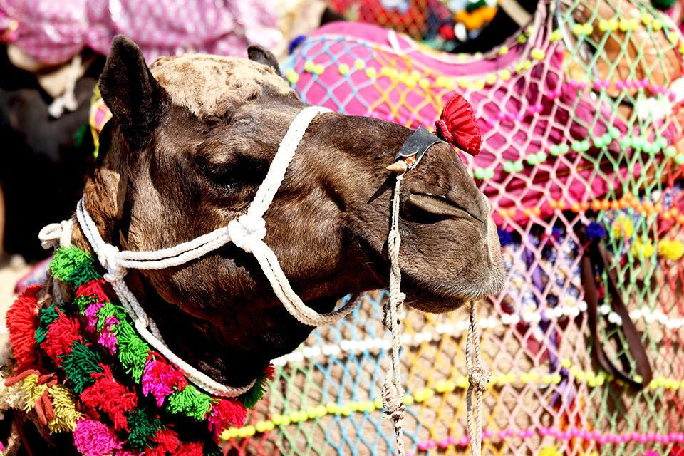 Kamelenfestival Pushkar, India