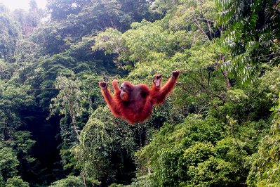 Sumatra, Indonesië Sumatra, Indonesië