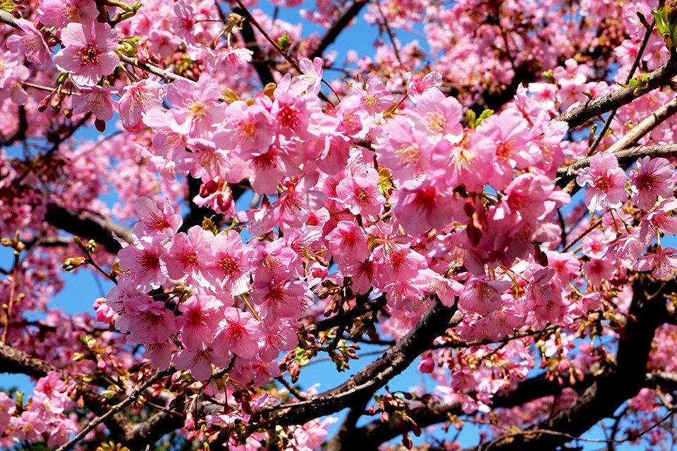 Sakura, Japan