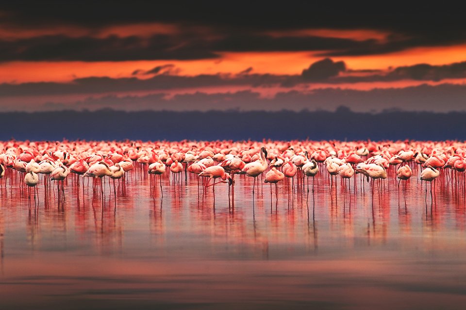 Flamingo's