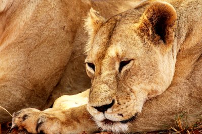 Tsavo N.P., Kenia Tsavo N.P., Kenia