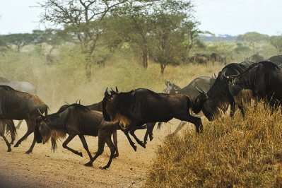 Serengeti, Kenia Serengeti, Kenia