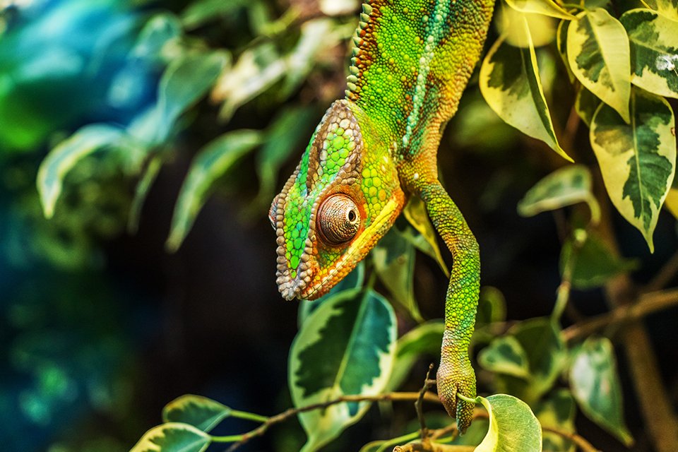 Kemeleon, Madagaskar