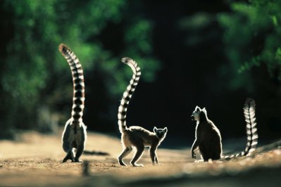 Ranomafana N.P., Madagaskar Ranomafana N.P., Madagaskar