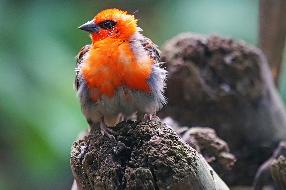 Vogel, Madagaskar
