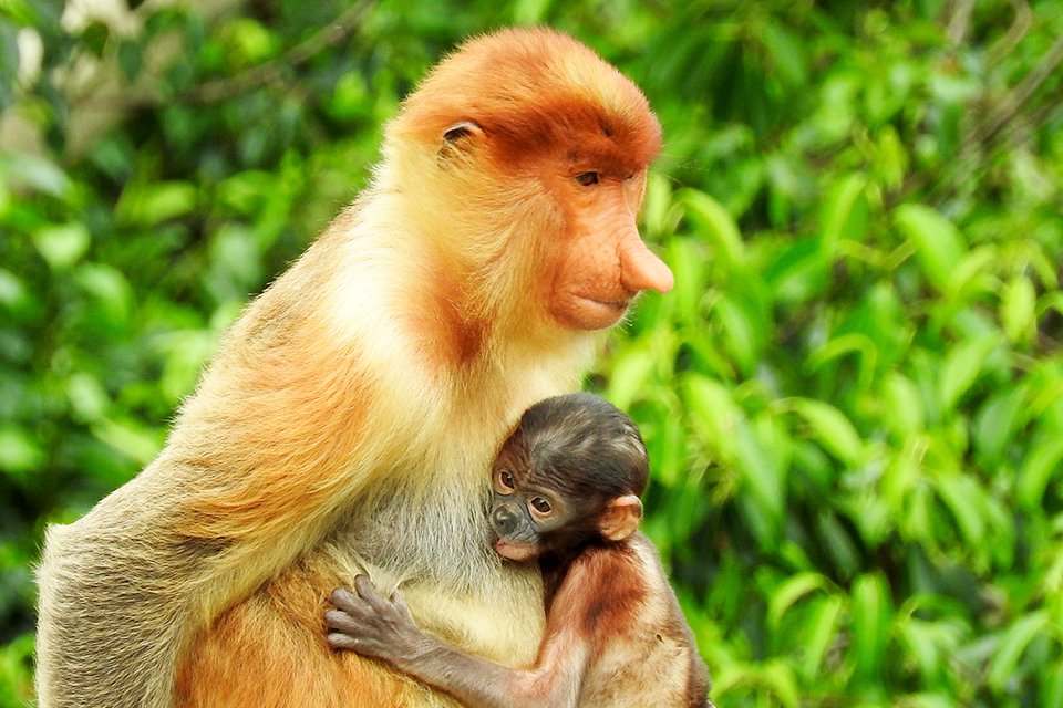 Maleisisch Borneo