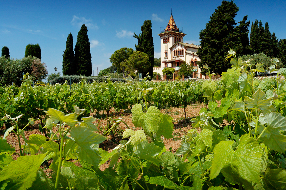 De wijstreek Penedès in Catalonië, Spanje