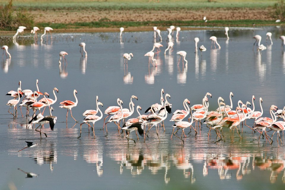 Coto Doñana, Spanje