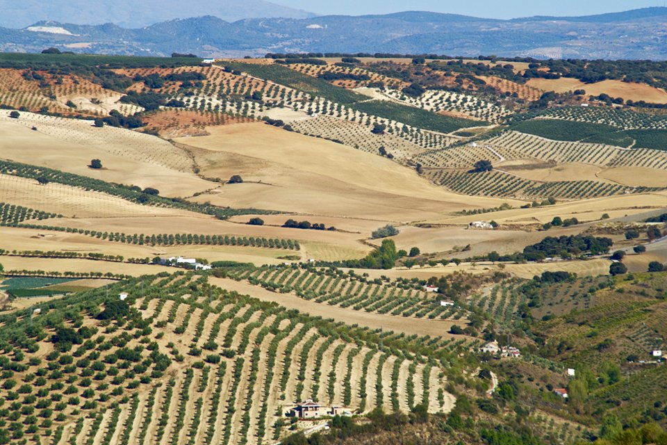 Landschap met olijfbomen in Andalusië, Spanje