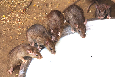 Ratten in Rajasthan, India