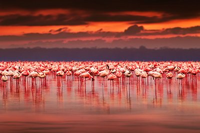 Vogels spotten Lake Naivasha, Kenia Vogels spotten Lake Naivasha, Kenia
