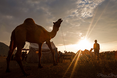 Een kameel bij zonsondergang