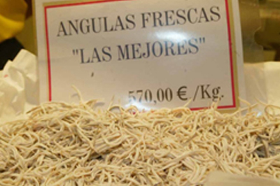Angulas