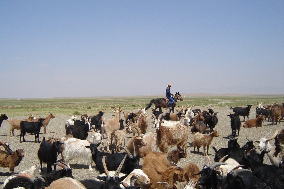 Schaapskudde op de steppe, Mongolië