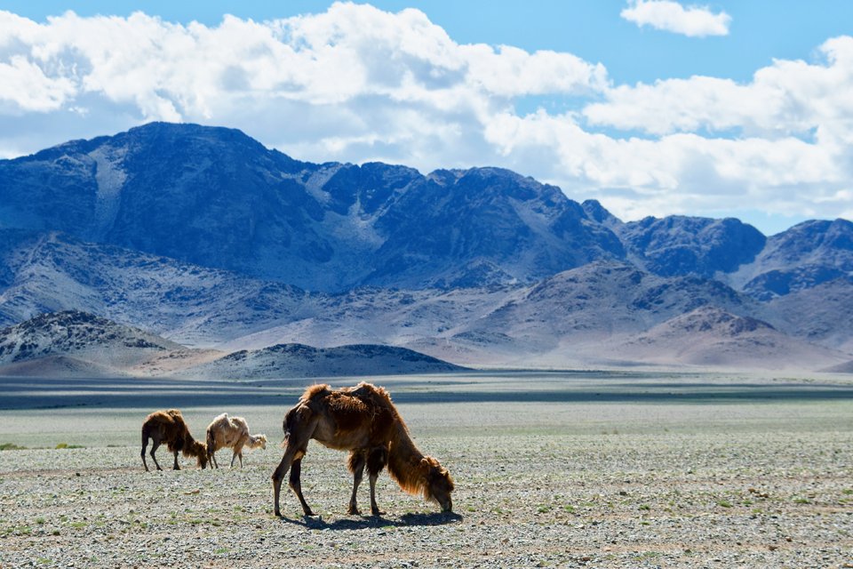 Kamelen, Mongolië