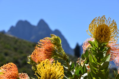Botanische tuinen van Kirstenbosch, Zuid-Afrika