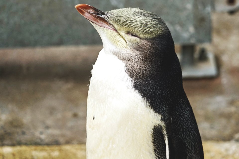 Geeloog pinguïn, Nieuw-Zeeland