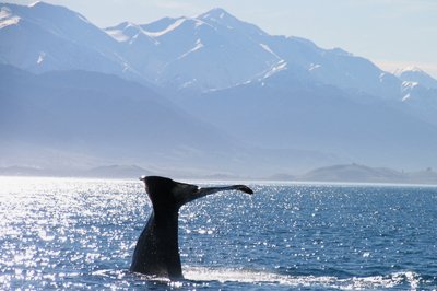 Kaikoura, Nieuw-Zeeland Kaikoura, Nieuw-Zeeland
