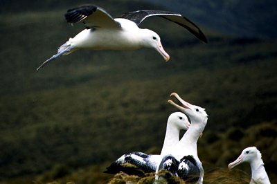 Albatrossen, Nieuw-Zeeland Albatrossen, Nieuw-Zeeland