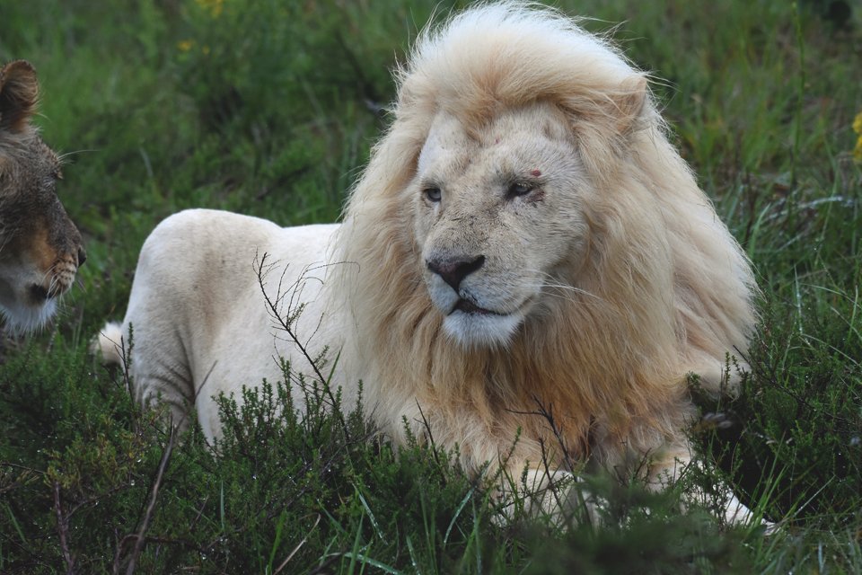 Witte leeuw, Zuid-Afrika
