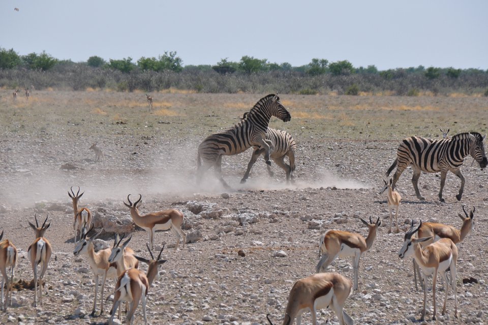 Zebra's, Namibië