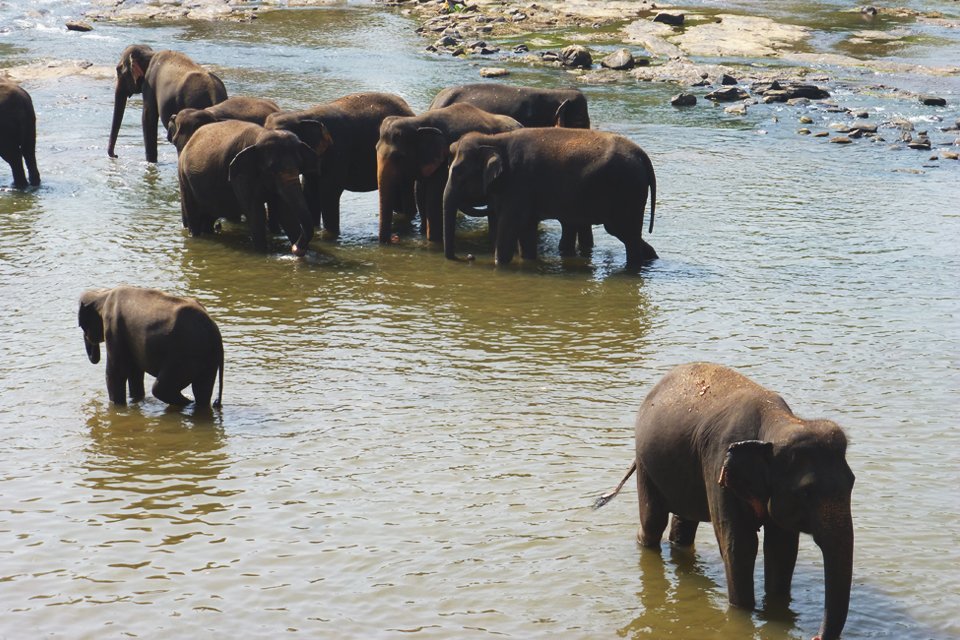 Badderende olifantne, Sri Lanka