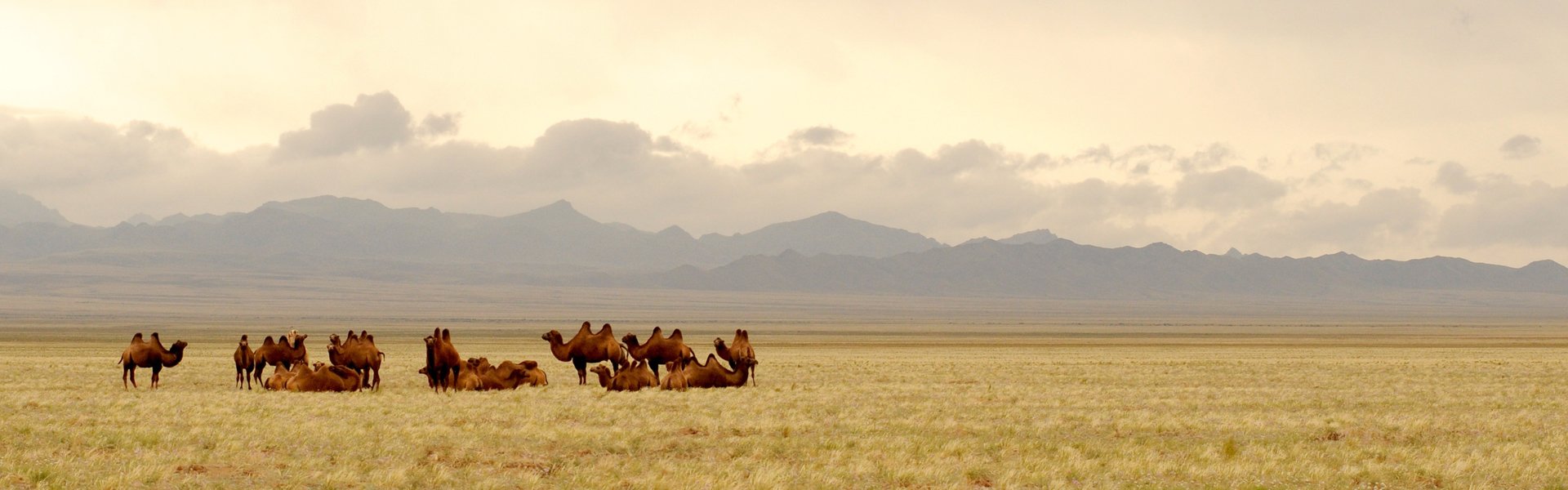 Gobiwoestijn, Mongolië