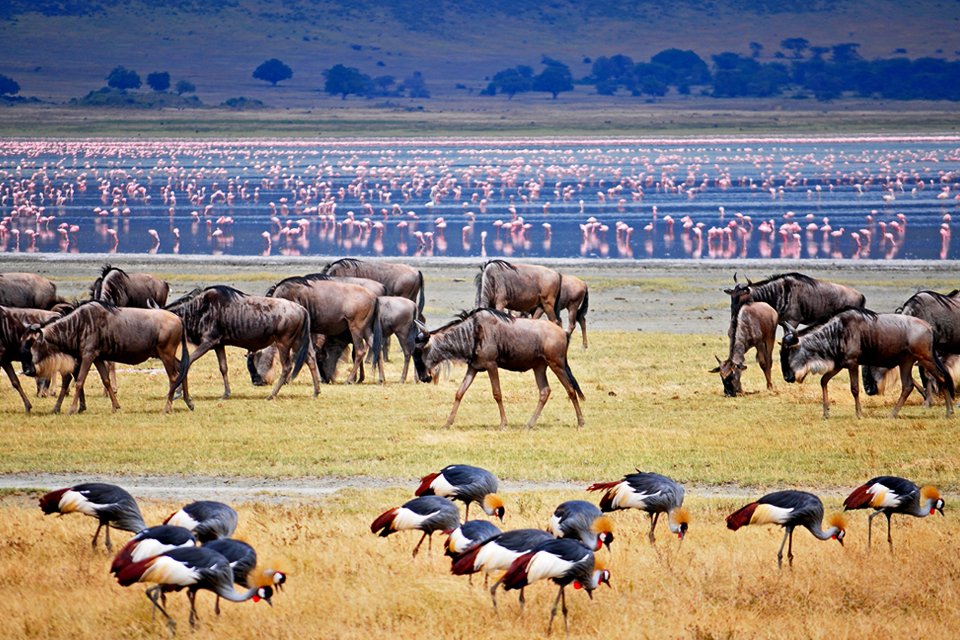 Kudde gnoes en kraanvogels, Tanzania