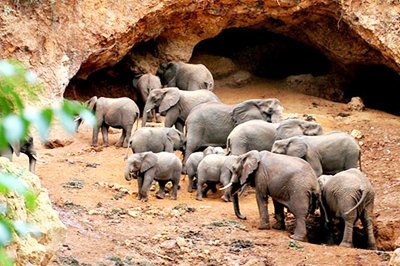 Elephant caves Nogorongoro, Tanzania Elephant caves Nogorongoro, Tanzania